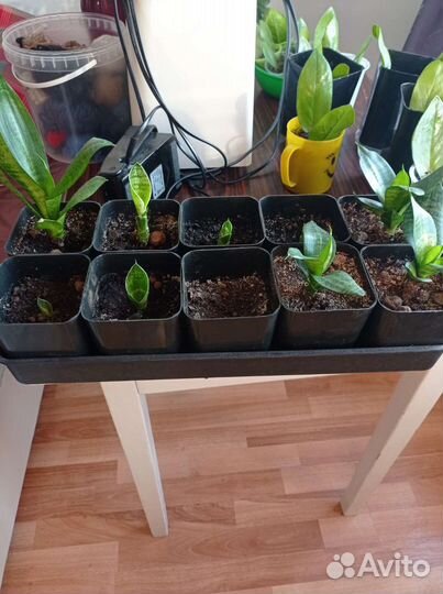 Сансавиерия Ханни