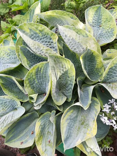 Хоста набор