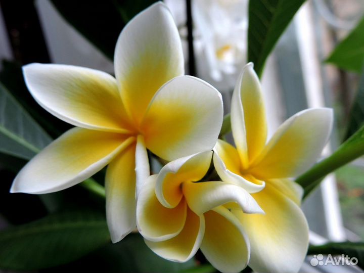 Плюмерия(Цветок Франжипани)