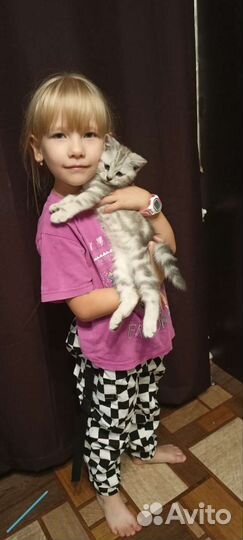 Британские котята