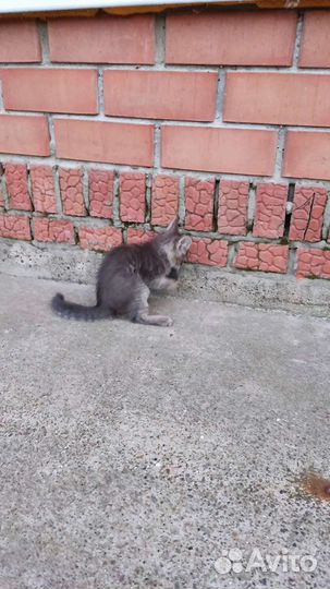 Кошка