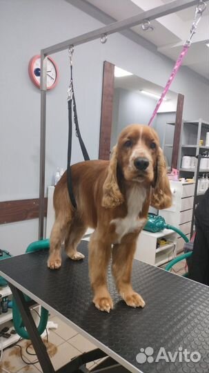 Стрижка собак и кошек. Экспресс линька