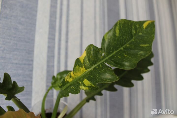 Филодендроны разных сортов обновлено