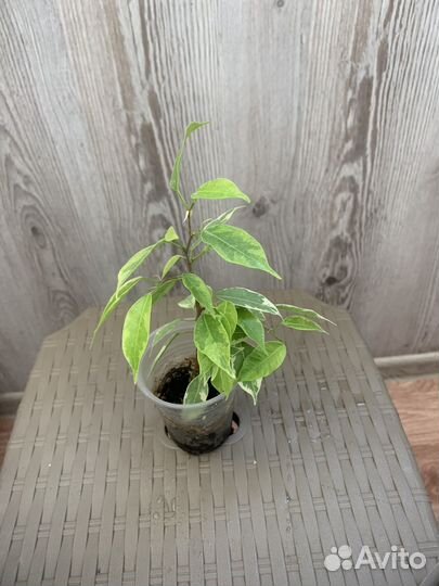 Фикус бенджамина Кинки