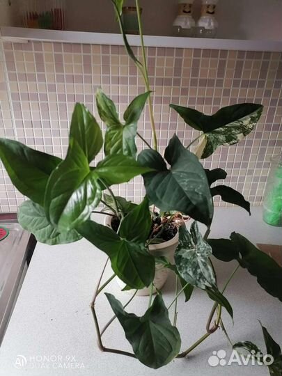 Сингониум сорт imperial - вайт