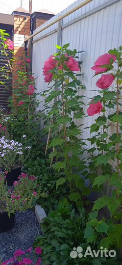 Розы, гибискусы