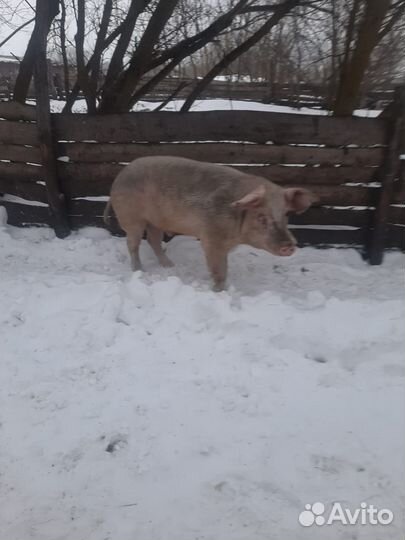 Хряк на племя порода крупно белой, возраст 1г8м