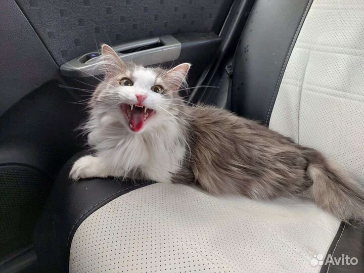 Кошечка для любви