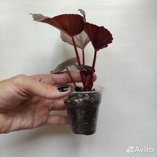 Бегония декоративно лиственная