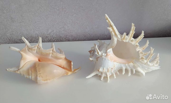 Морские раковины