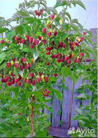 Малиновое дерево Таруса, Сказка, Богатырь и др купить в Котельниках ...