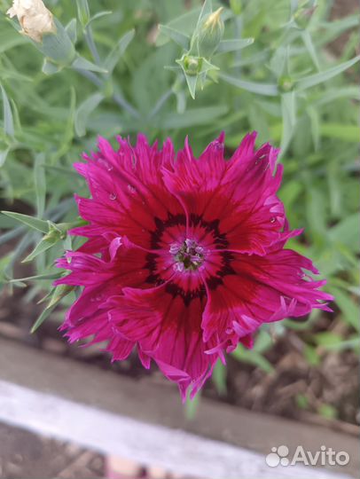 Гвоздика китайская семена