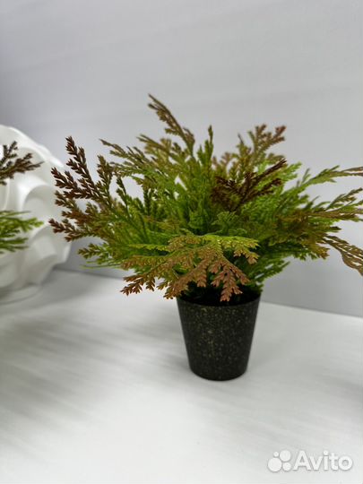 Декоративная зелень