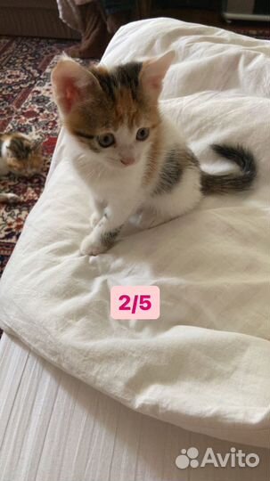 Котята в добрые руки даром