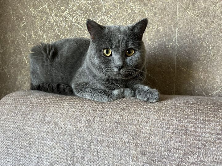 Британец в добрые руки