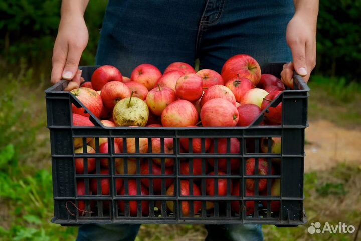 Разнорабочие на сбор яблок вахта в Липецк