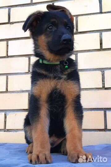 Крупный кобель