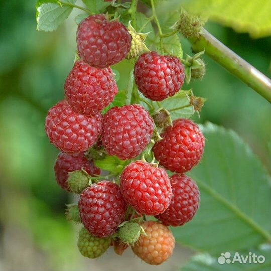 Продаем саженцы малины