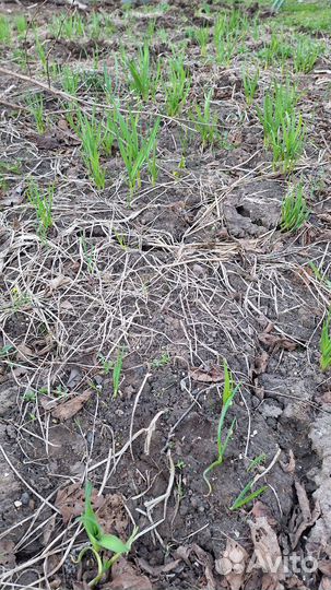 Чеснок озимый рассада