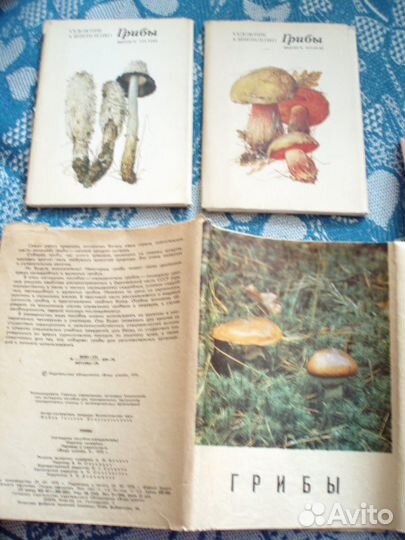 Грибы виды выращивание рецепты открытки