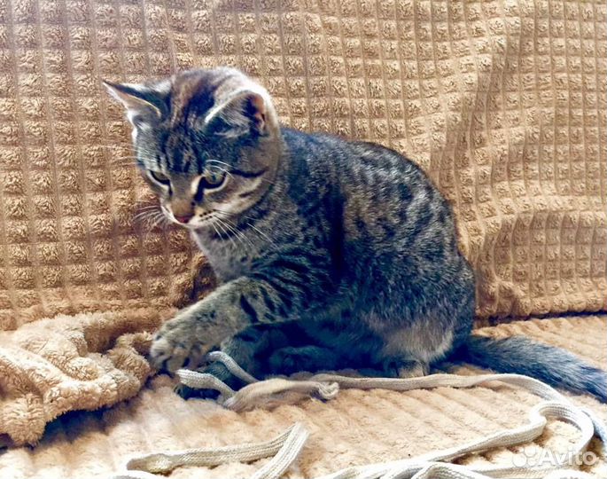 Котята мышеловы