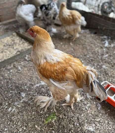 Петухи брама