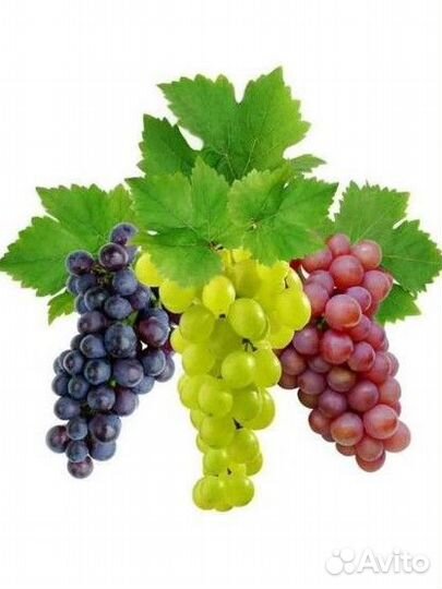 Саженцы винограда