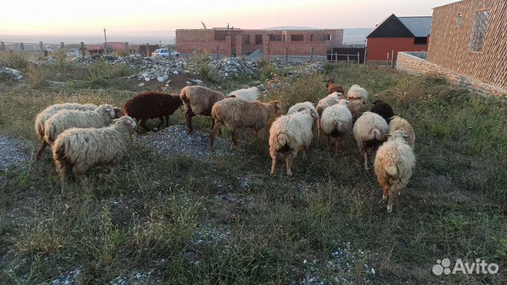 Овцы бараны