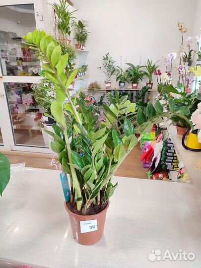 Замиокулькас огромный с Доставкой