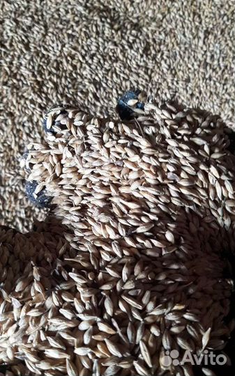 Рожь яровая, Ячмень яровой на корм/посев