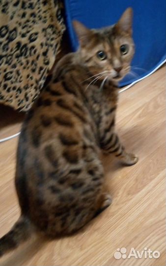 Бенгальский кот