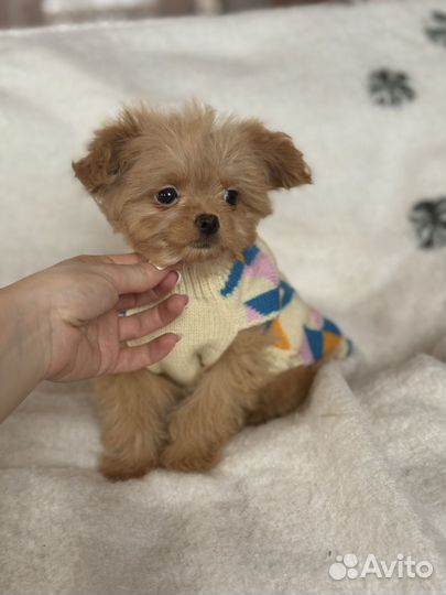 Мальчик мальтипу 3.5 мес