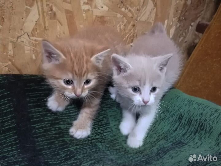 Отдам в добрые руки