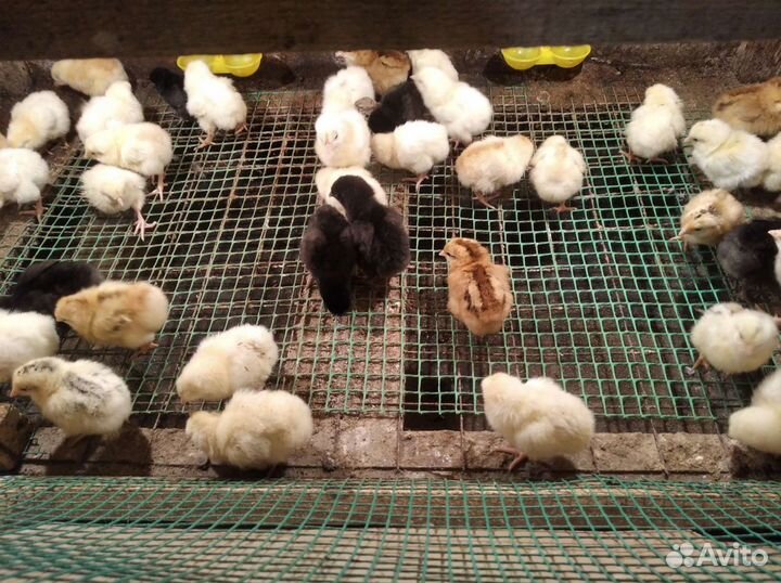 Цыплята, индюшата бшг, инкубационное яйцо