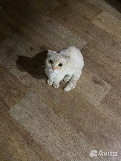 Кошка в дар