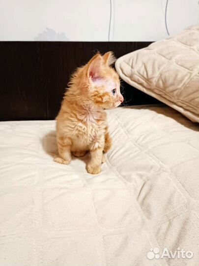 Котенок рыжая кошечка
