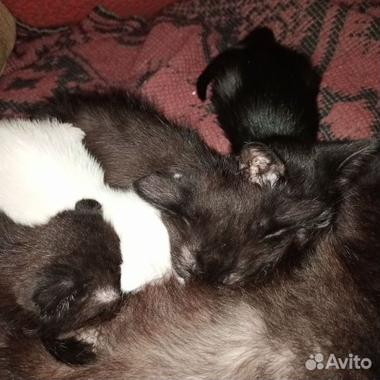 Котята в добрые руки