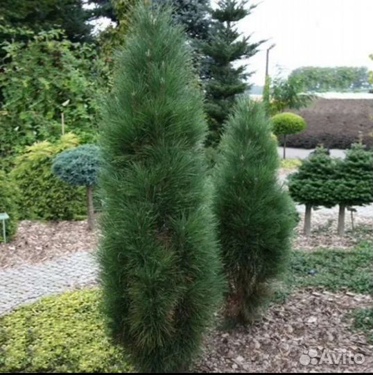 Сосна Грин тауэр и Фостигиата голубая