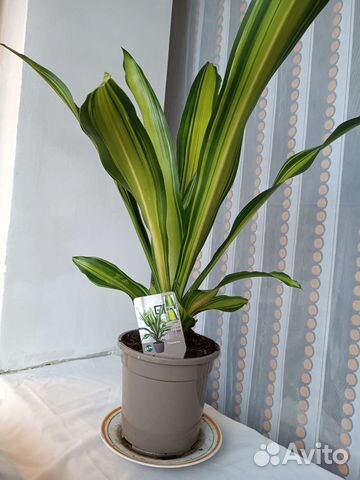 Драцена Душистая