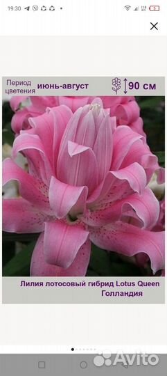 Голубика и лилия