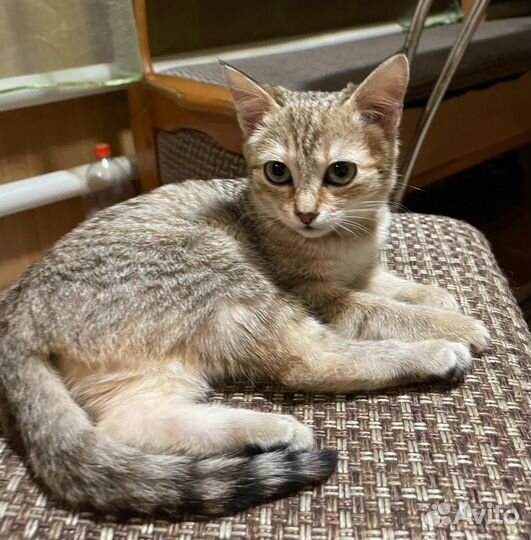 Кошечка в добрые ручки