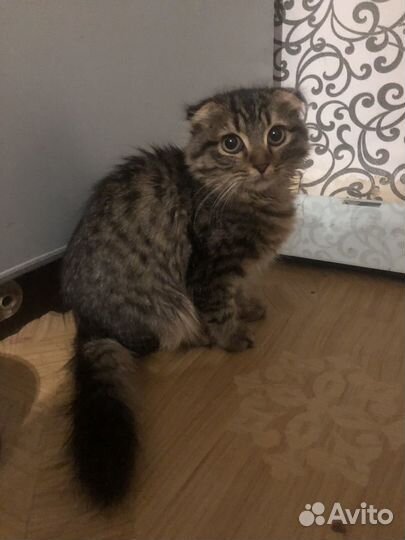 Кошечка вислоухая