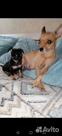 Той-терьер щенки