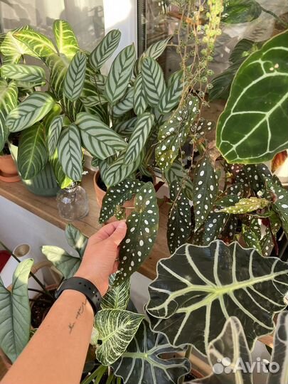 Комнатные растения