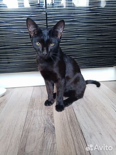 Сиамская кошка