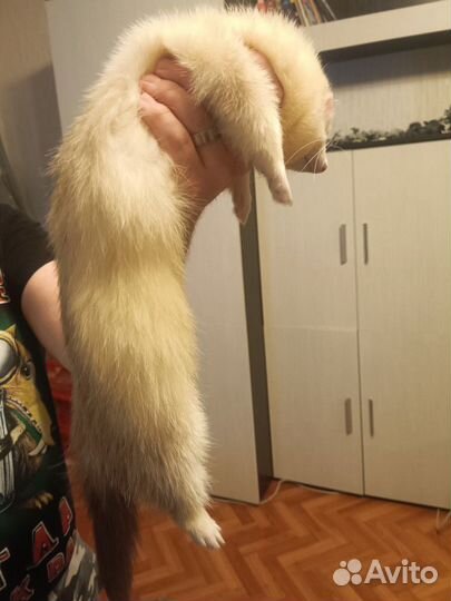 Хорек на вязку, бесплатно, ищем девочек