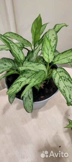 Аглаонема Silver Queen