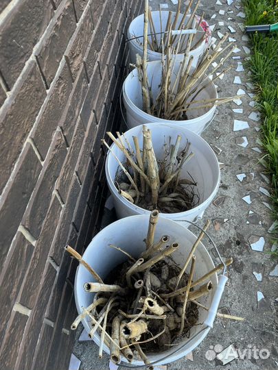 Клубни георгин