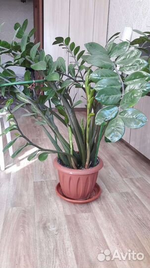 Замиокулькас