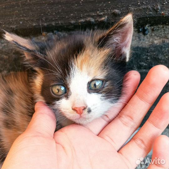 Кошка в дар бесплатно